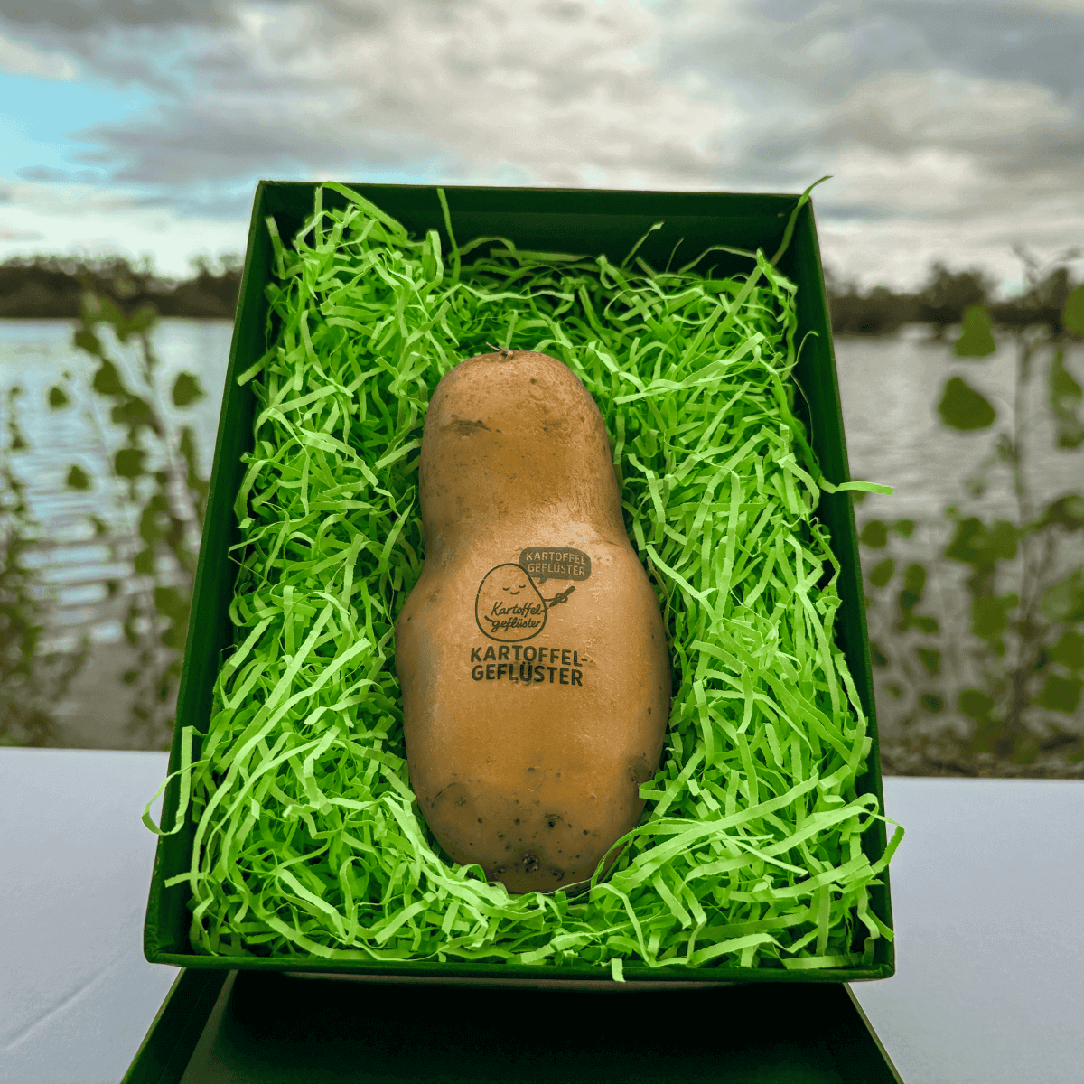 Potato with an image of the business logo printed on in lying in a Box on green fluff.